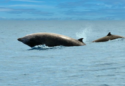 Cuvier's beaked whale