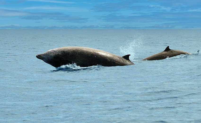 Cuvier's beaked whale