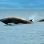 Cuvier's beaked whale