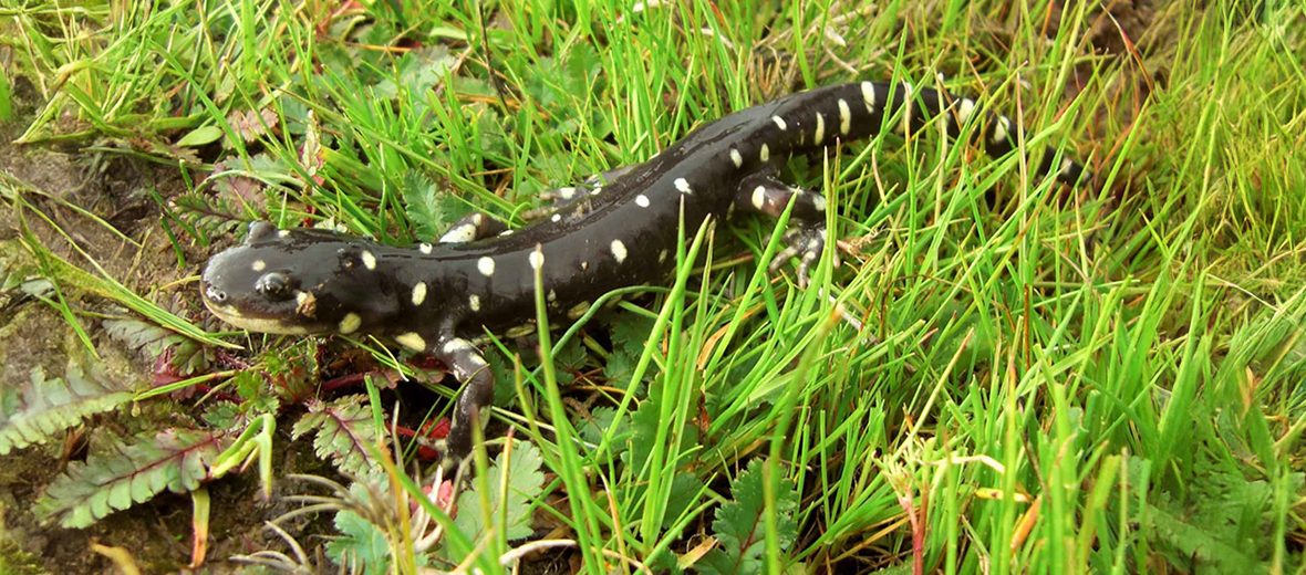 California tiger salamander