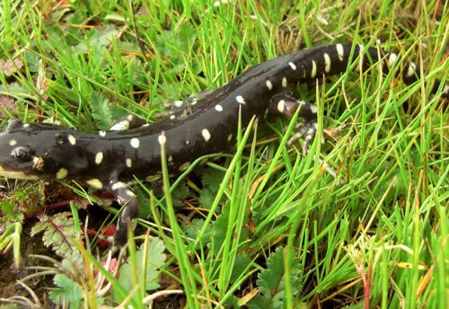 California tiger salamander