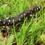 California tiger salamander