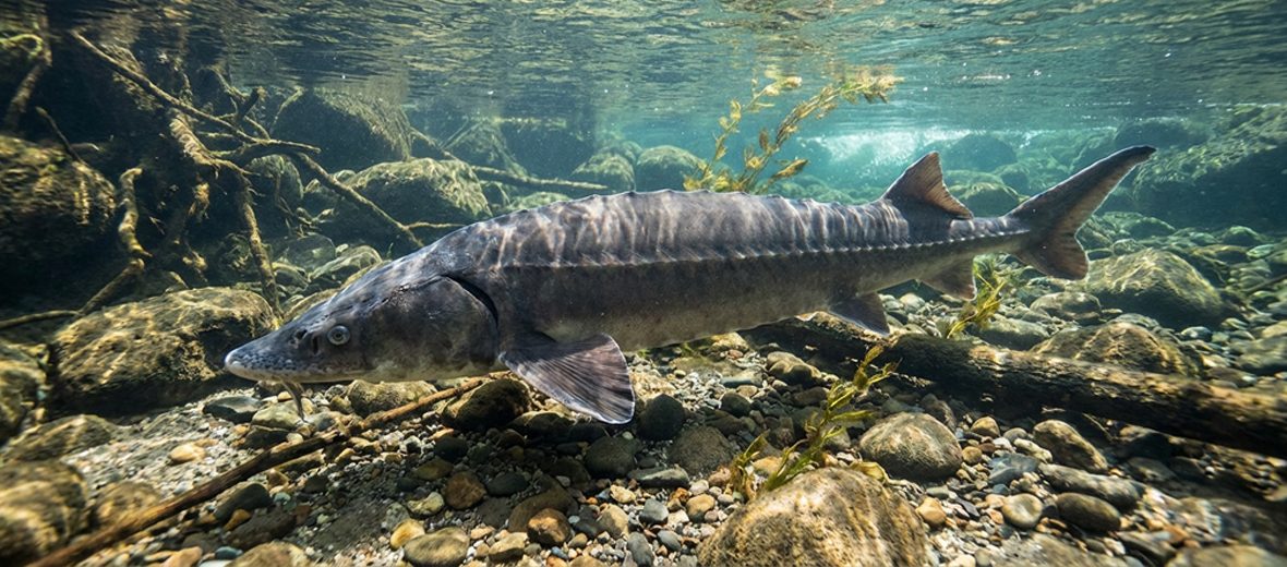 European sea sturgeon
