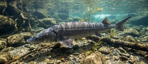 European sea sturgeon