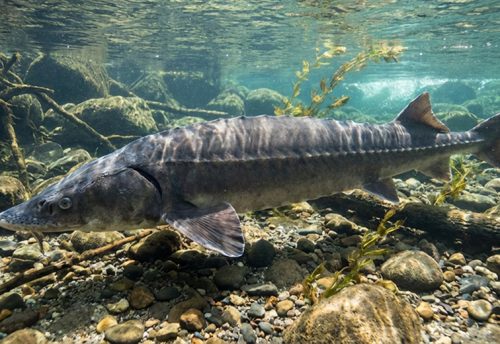 European sea sturgeon