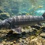 European sea sturgeon