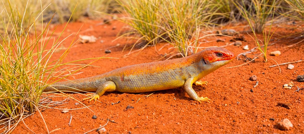 great desert skink