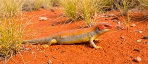 great desert skink