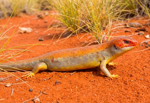 great desert skink