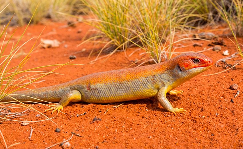 great desert skink