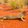 great desert skink
