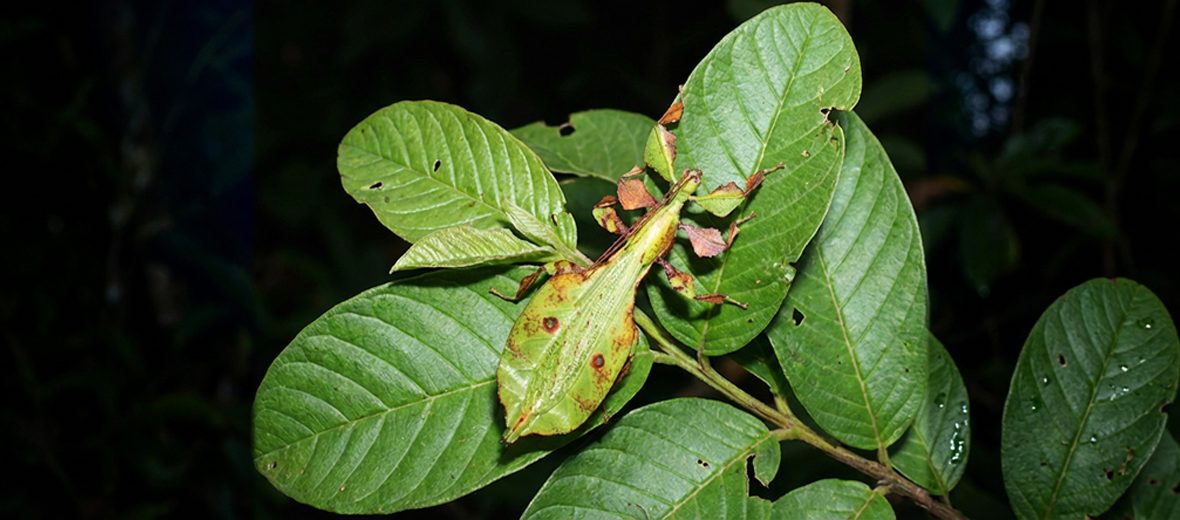 Gray's leaf insect