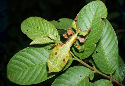 Gray's leaf insect