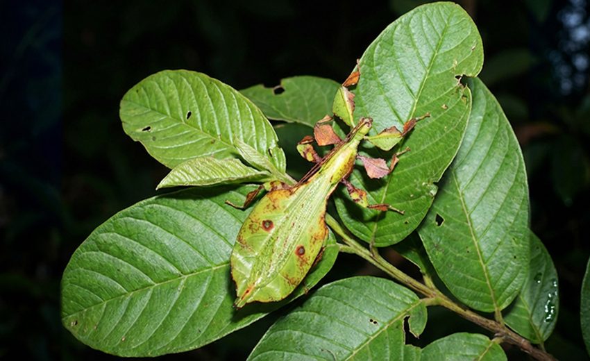 Gray's leaf insect