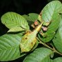 Gray's leaf insect