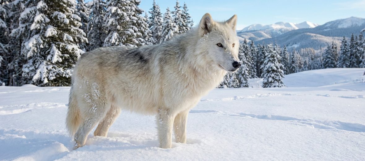 Greenland wolf