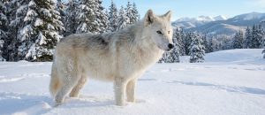Greenland wolf