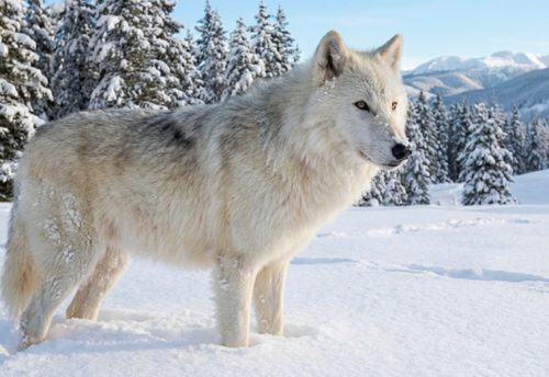 Greenland wolf