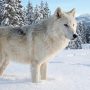 Greenland wolf