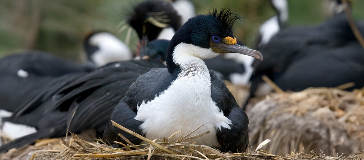 imperial shag