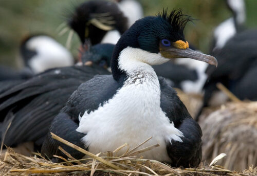 imperial shag