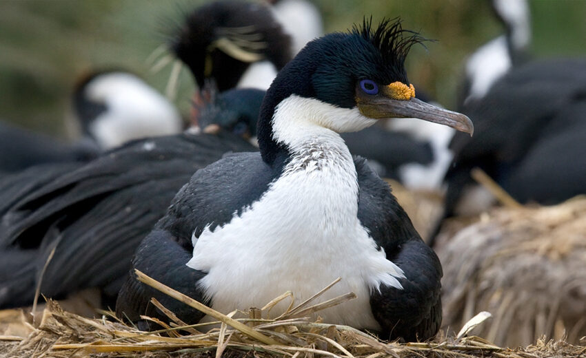 imperial shag