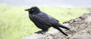little raven