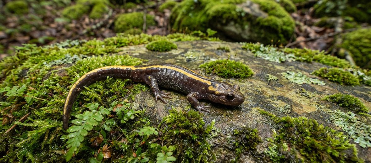 long-toed salamander
