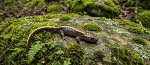 long-toed salamander