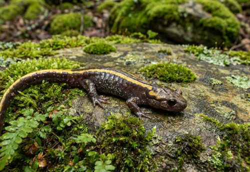 long-toed salamander