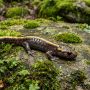 long-toed salamander
