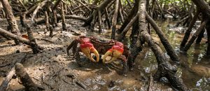 The Red Mangrove Crab