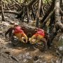 red mangrove crab