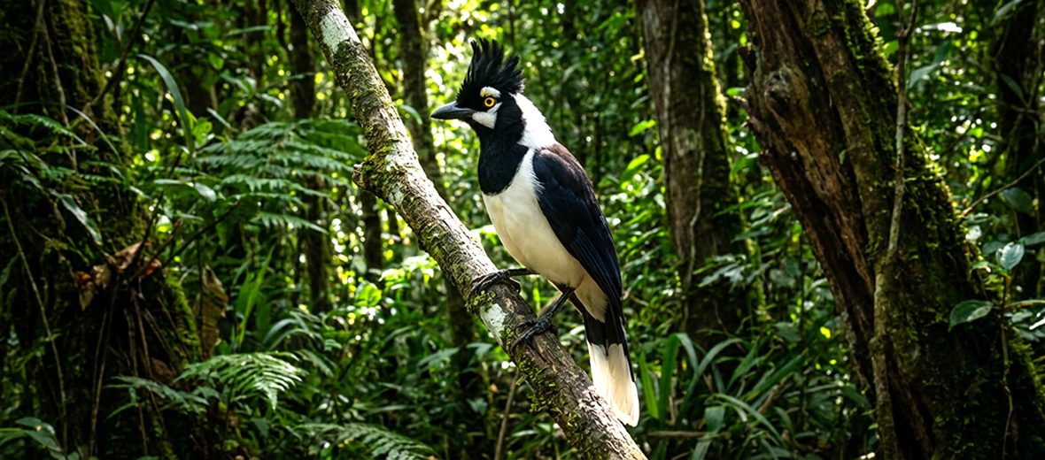 tufted jay