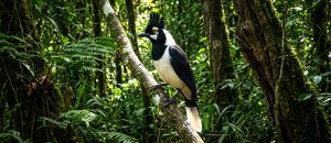 tufted jay