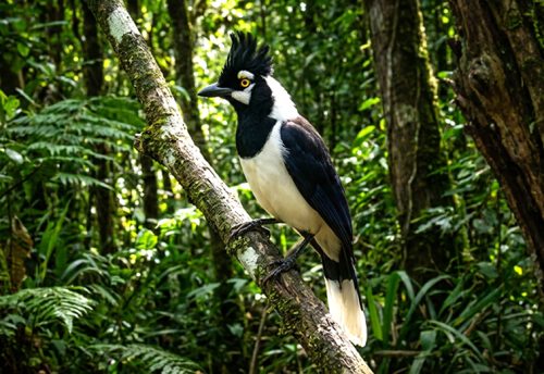 tufted jay