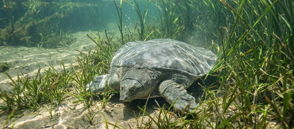 Asian giant softshell turtle