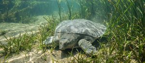 Asian giant softshell turtle
