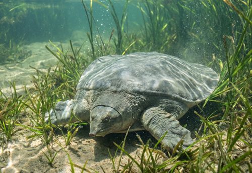Asian giant softshell turtle