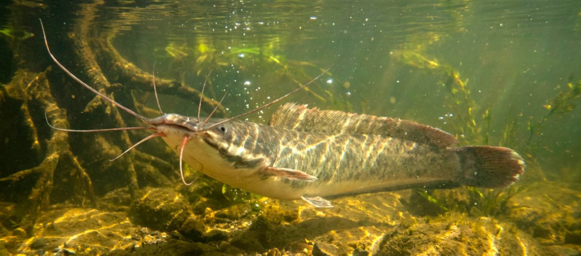 African sharptooth catfish