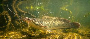The African Sharptooth Catfish