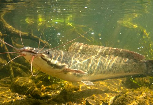 African sharptooth catfish