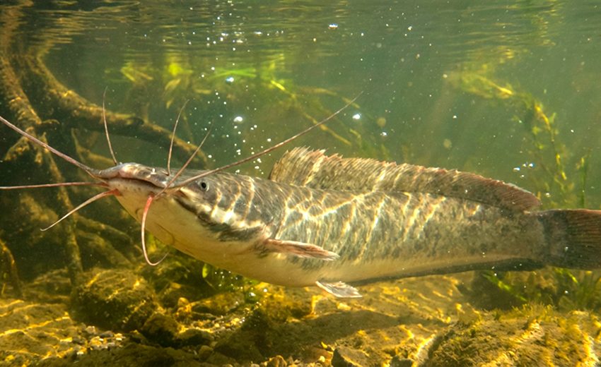 African sharptooth catfish