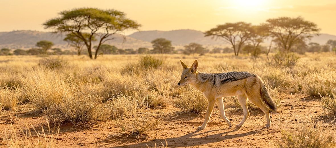 black-backed jackal
