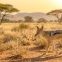 black-backed jackal