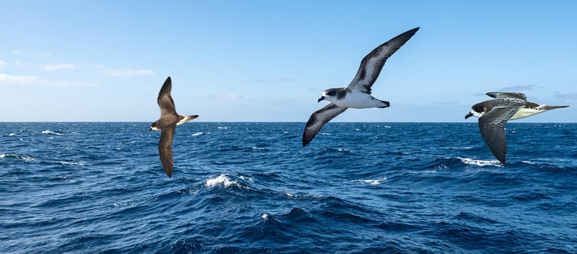 Bermuda petrel