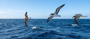 Bermuda petrel