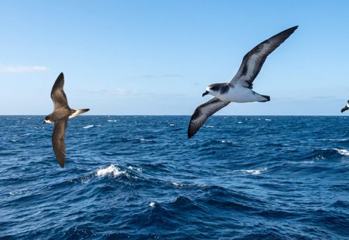 Bermuda petrel