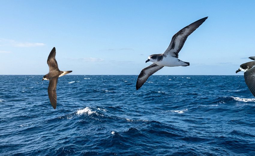 Bermuda petrel