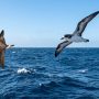 Bermuda petrel